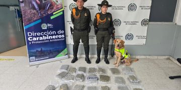 En agencia de envíos incautan 17 kilos de marihuana en Barranquilla