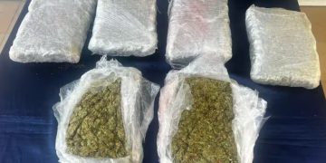 Perro antinarcóticos detectó 10 mil dosis de marihuana en empresa de mensajería en Cartagena