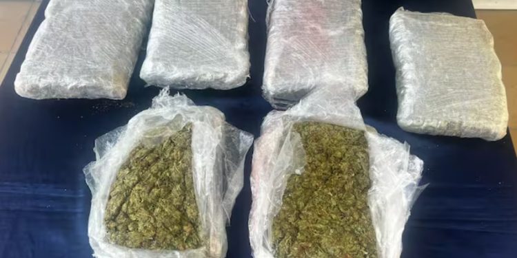Perro antinarcóticos detectó 10 mil dosis de marihuana en empresa de mensajería en Cartagena
