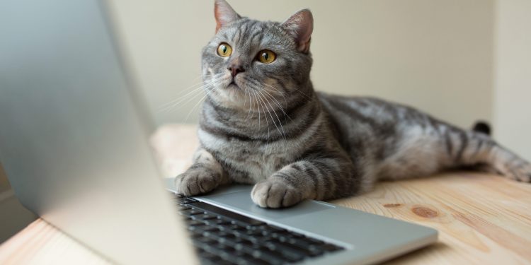 Mujer pierde su trabajo porque su gato envió su renuncia por error