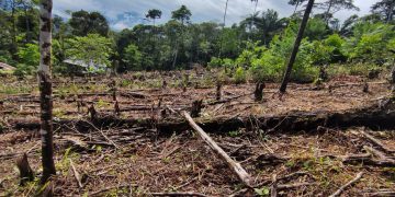 Desforestación en Colombia aumentó el 35% en 2024 con 107.000 hectáreas arrasadas