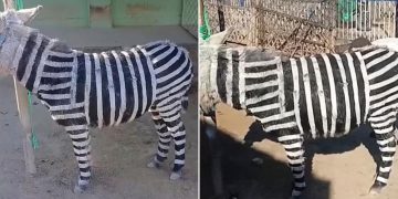 Polémica en zoológico por pintar burros con rayas para simular cebras