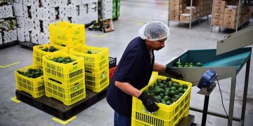 Exportaciones colombianas en riesgo: café, flores y aguacate podrían verse afectados por aranceles de Trump