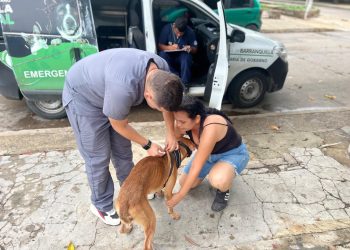 ¡En Barranquilla los animalitos no están solos! Tienen un programa que los protege con la Patrulla Animal: alcalde Char