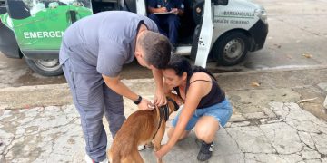¡En Barranquilla los animalitos no están solos! Tienen un programa que los protege con la Patrulla Animal: alcalde Char
