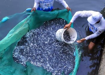 Atlántico lanza plan de repoblamiento de bocachico para fortalecer la pesca artesanal