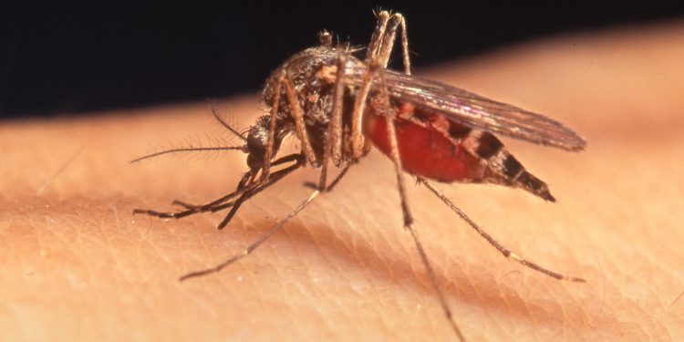 Más de 12 millones de colombianos están en riesgo de contraer la enfermedad de Chagas, advierte MinSalud