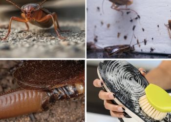 Pisar cucarachas puede empeorar la infestación, advierten expertos