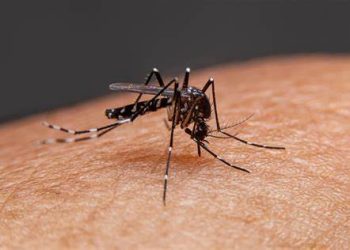 Atlántico intensifica acciones contra el dengue: más de 4.600 casos en lo que va del 2025