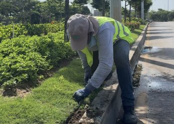 Más de 2.000 metros cuadrados reverdecen en el corredor portuario