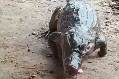 Rescatan a ‘Juancho’, babilla de 200 kilos alimentada como mascota en Mompox