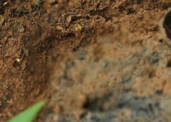 Fosa en Guaviare: líderes cavaron su tumba antes de ser asesinados por disidencias
