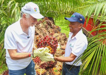Gobernador Verano impulsa el agro a través de 2.062 hectáreas sembradas en palma, plátano y limón Tahití