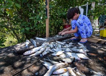 Mortandad de peces en la ciénaga Los Manatíes por baja de oxígeno alerta a la comunidad