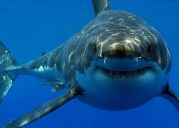 Niña de ocho años perdió parte de su pierna tras ataque de tiburón en una playa de Texas