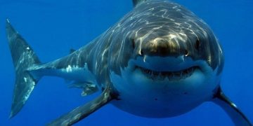 Niña de ocho años perdió parte de su pierna tras ataque de tiburón en una playa de Texas