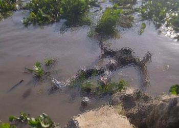 Hallan cadáver de un hombre flotando en el río Magdalena, en el sector de Bocas de Ceniza