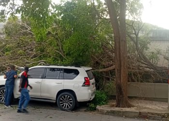 Ni viento, ni lluvia… solo abandono: árbol cae sobre carros en Los Andes y nadie responde