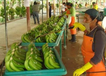 El banano colombiano respira con fuerza: exportaciones suben 22 % en primer semestre de 2025