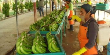 El banano colombiano respira con fuerza: exportaciones suben 22 % en primer semestre de 2025