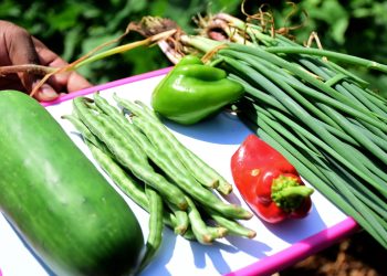 Barranquilla celebra el Día Mundial de la Agricultura fortaleciendo su compromiso con la seguridad alimentaria y el medioambiente