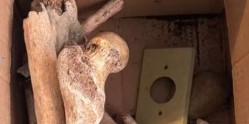 Impactante hallazgo de doce cráneos y otros huesos humanos dentro de un apartamento en São Paulo