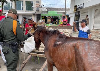 Capturado hombre de 62 años en Sabanalarga por severo maltrato animal a un caballo desnutrido