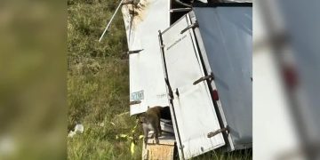 Autoridades en EE. UU. buscan a monos infectados que escaparon tras accidente de camión