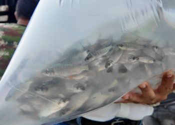 Atlántico fortalece la pesca artesanal con nuevo repoblamiento de alevinos en La Peña