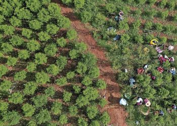 Colombia habría producido más de 3.000 toneladas de cocaína en 2024, según informe de la ONU