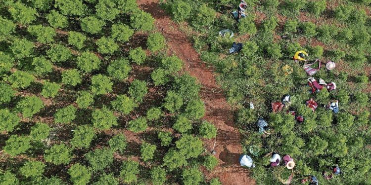 Colombia habría producido más de 3.000 toneladas de cocaína en 2024, según informe de la ONU