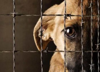Perro fue asesinado en Rionegro en un nuevo caso de crueldad animal en Antioquia