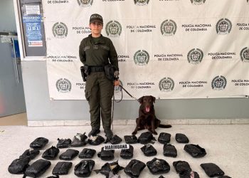 Incautan 21 kilos de marihuana en empresa de envíos en Barranquilla