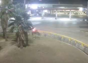 Accidente en rotonda de Las Flores: menor tomó el carro familiar sin permiso y terminó contra una rotonda
