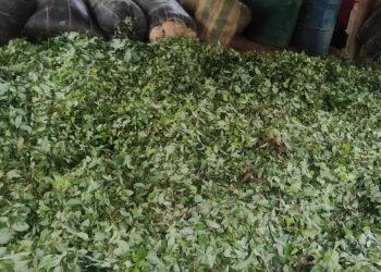 Destruyen laboratorio para producción de pasta base de coca en Tierralta y afectan finanzas del Clan del Golfo