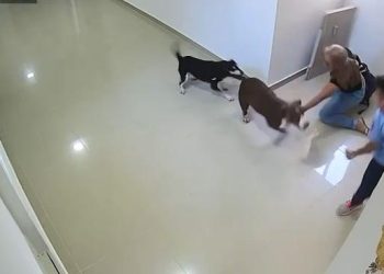 Menor de 10 años resulta herido tras ataque de un perro pitbull en edificio del norte de Barranquilla