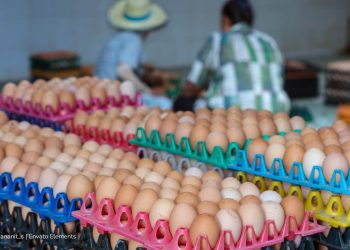 Huevo colombiano obtiene luz verde para ingresar al mercado de Estados Unidos