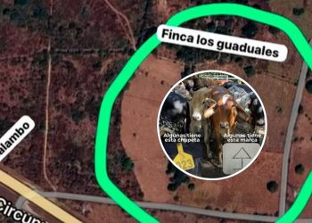 Millonario robo de ganado en Galapa: delincuentes se llevan 47 novillas preñadas avaluadas en $282 millones