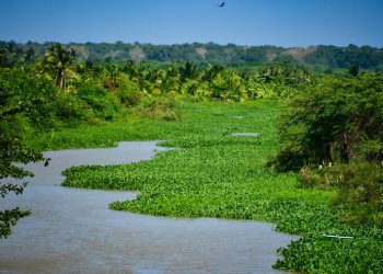 La tarulla vuelve a invadir caños de Barranquilla y ahoga el sustento de los pescadores