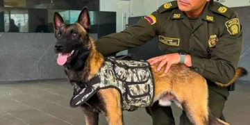 Ella es ‘Kira’, la perrita que destapó cargamento de marihuana en El Dorado: 100 kilos iban en encomiendas