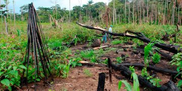 Disidencias de las Farc continúan deforestando la selva del Guaviare en medio de la guerra por el narcotráfico