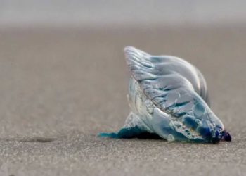 Alerta en playas de Cartagena por aparición de fragata portuguesa