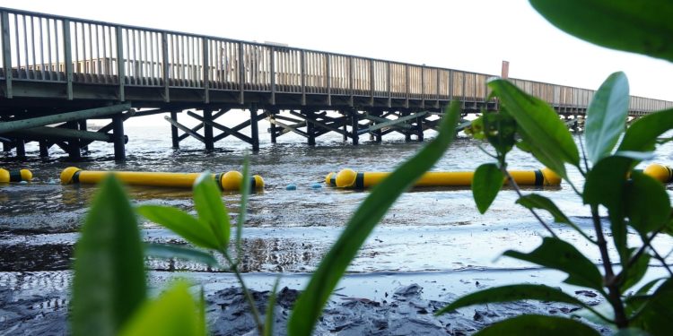 Alcaldía de Barranquilla implementa retenedores flotantes para proteger el manglar de la ciénaga de Mallorquín