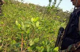 Gobierno y CNEB acuerdan erradicación voluntaria de 30.000 hectáreas de coca en Nariño y Putumayo