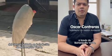 Confirman muerte de la cigüeña que deambulaba por Barranquilla
