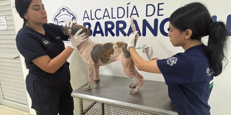 Con acompañamiento y atención integral, Distrito ratifica acciones para el bienestar de las personas y animales rescatados en predio intervenido