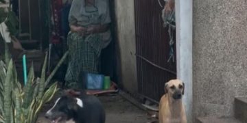 Mujer resultó herida por ataque de perros amarrados en el norte de Barranquilla