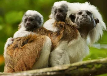 Alerta ambiental: 44 especies están en riesgo por el conflicto armado en Colombia