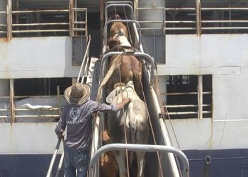 Gobierno anuncia restricción a exportaciones de ganado en pie menor de dos años y vientres