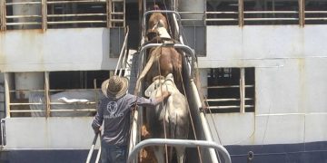 Gobierno anuncia restricción a exportaciones de ganado en pie menor de dos años y vientres